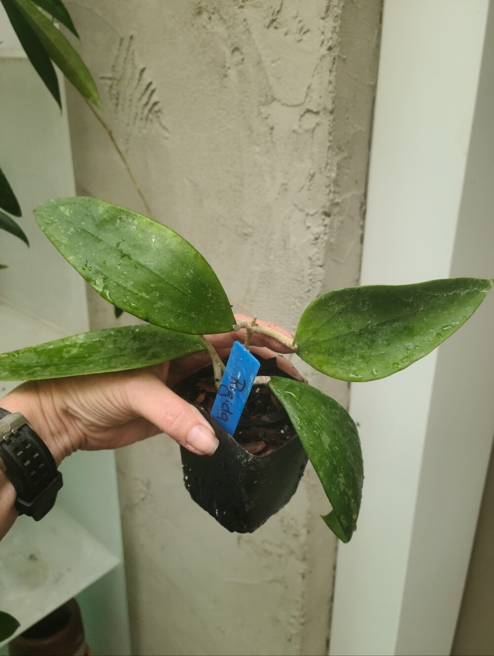 Hoya Rigida
